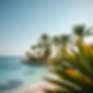 Nature Surrounding Hayat Island Natural beauty surrounding Hayat Island with palm trees and blue waters