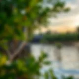 Exploring the Dynamics of Mangrove Villages Introduction