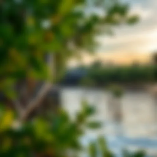 Exploring the Dynamics of Mangrove Villages Introduction