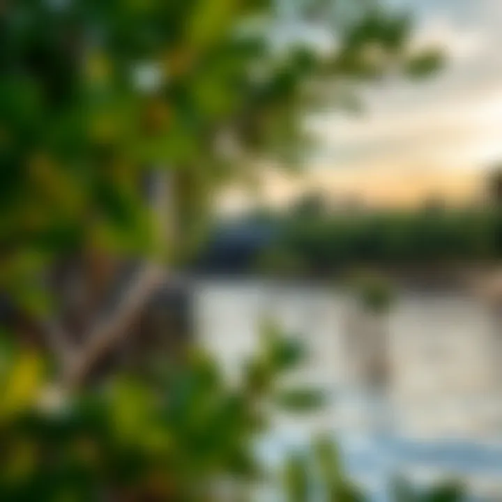 Exploring the Dynamics of Mangrove Villages Introduction